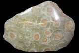 Polished Fossil Coral Head - Morocco #72325-1